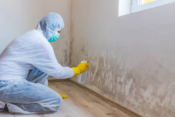 Licensed Black Mold Remediation service in Fort Lauderdale, FL - 24 Hour Mold Removal